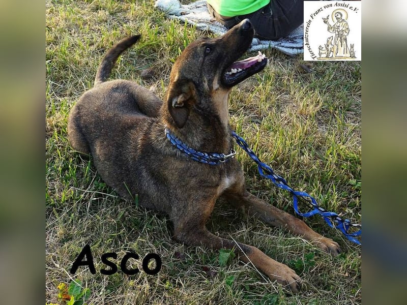 Asco – Vier Pfoten und ein Traum – ein Zuhause!