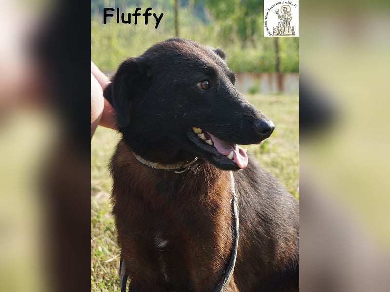 Fluffy – ein bisschen Wirbel und ganz viel Liebe