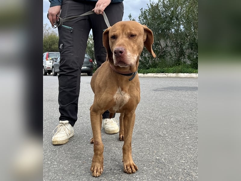 Liebevoller Tito sucht Für-Immer-Zuhause