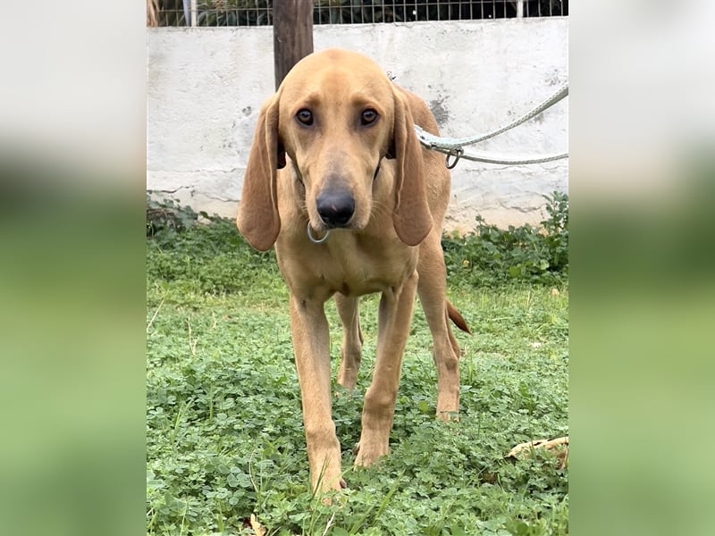Schenkst du Simba ein Zuhause?