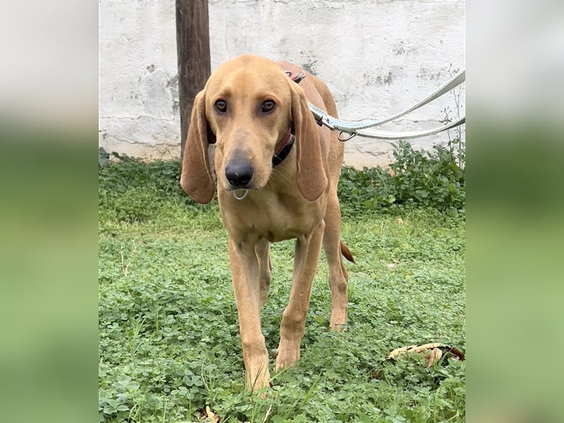 Schenkst du Simba ein Zuhause?