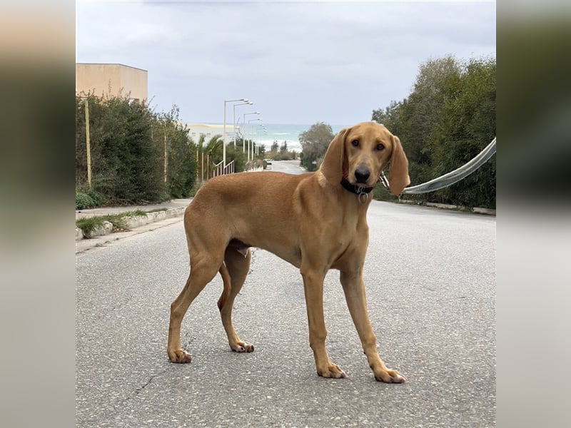 Schenkst du Simba ein Zuhause?