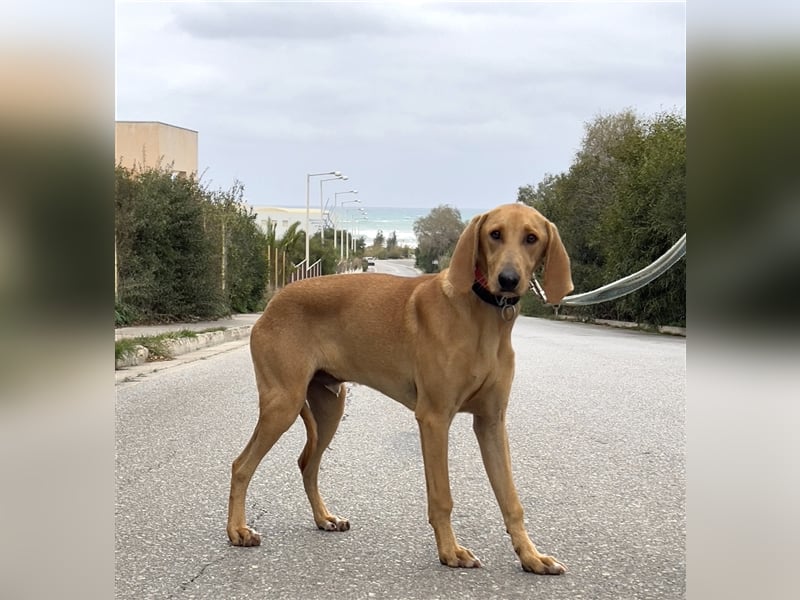 Schenkst du Simba ein Zuhause?