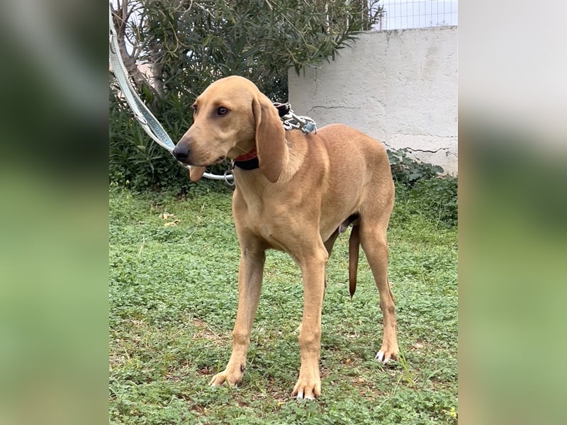 Schenkst du Simba ein Zuhause?
