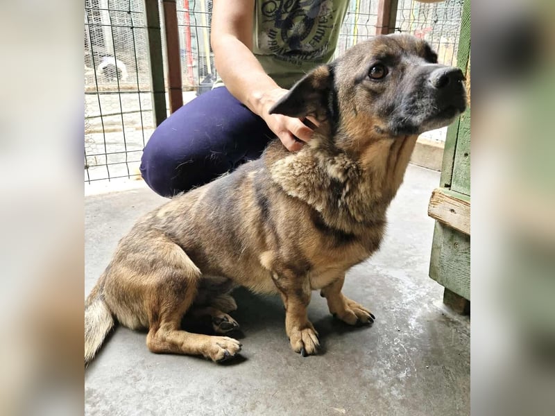 Diego – 40 cm kleiner Schmusebär sucht Zuhause