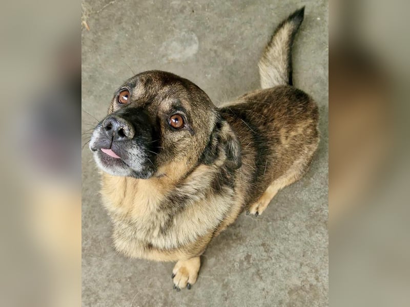 Diego – 40 cm kleiner Schmusebär sucht Zuhause