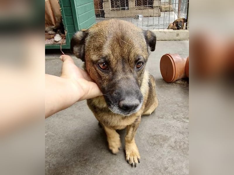 Diego – 40 cm kleiner Schmusebär sucht Zuhause