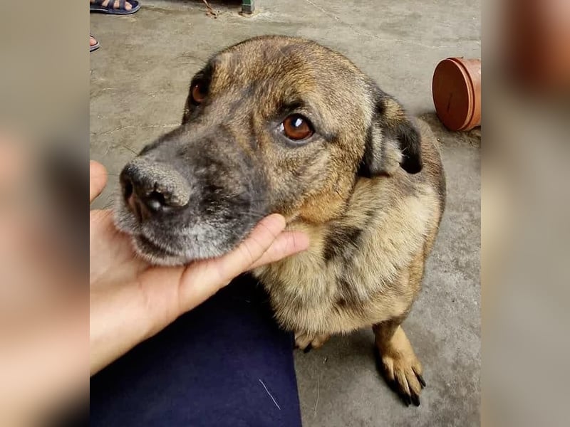 Diego – 40 cm kleiner Schmusebär sucht Zuhause