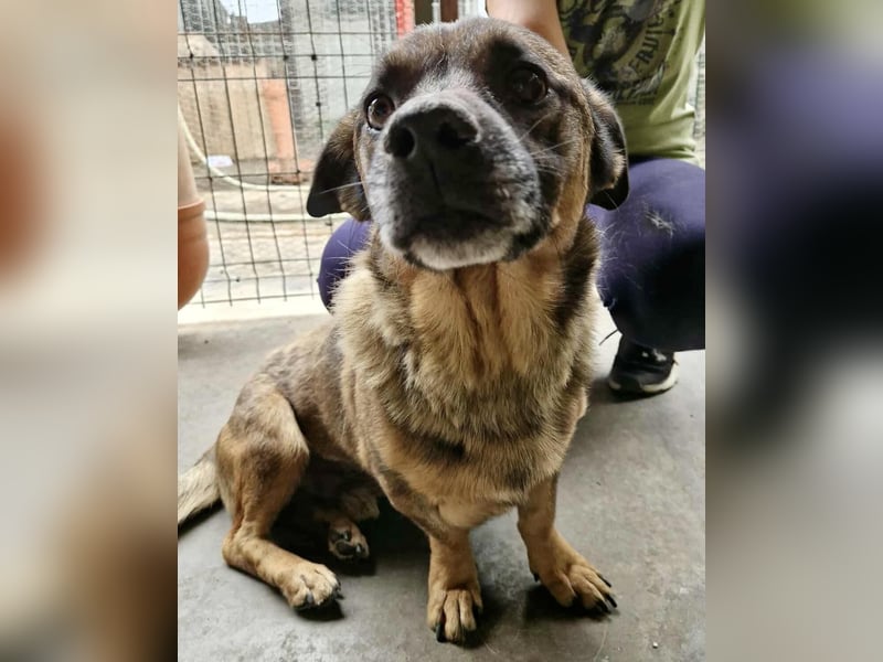 Diego – 40 cm kleiner Schmusebär sucht Zuhause