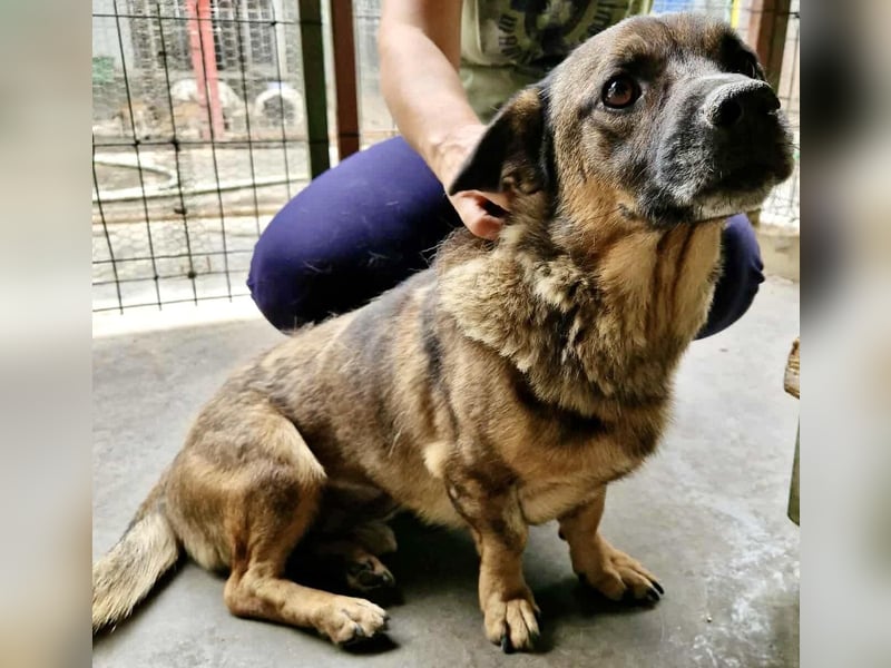 Diego – 40 cm kleiner Schmusebär sucht Zuhause