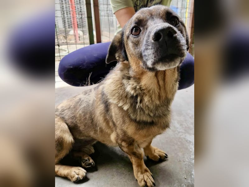 Diego – 40 cm kleiner Schmusebär sucht Zuhause