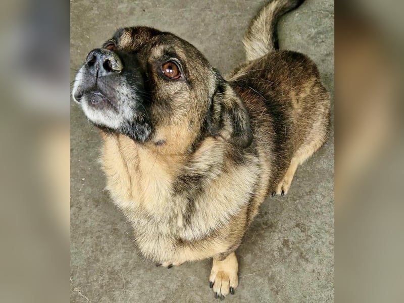 Diego – 40 cm kleiner Schmusebär sucht Zuhause