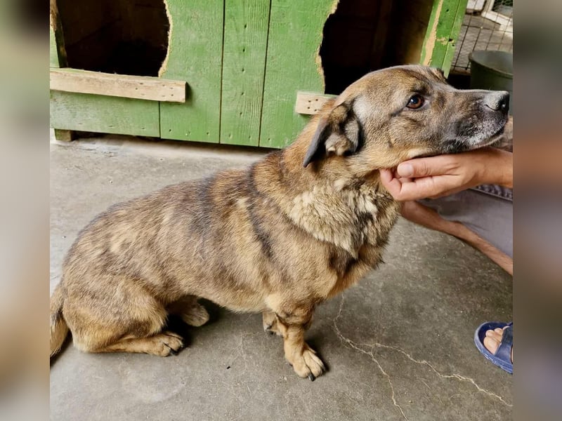 Diego – 40 cm kleiner Schmusebär sucht Zuhause