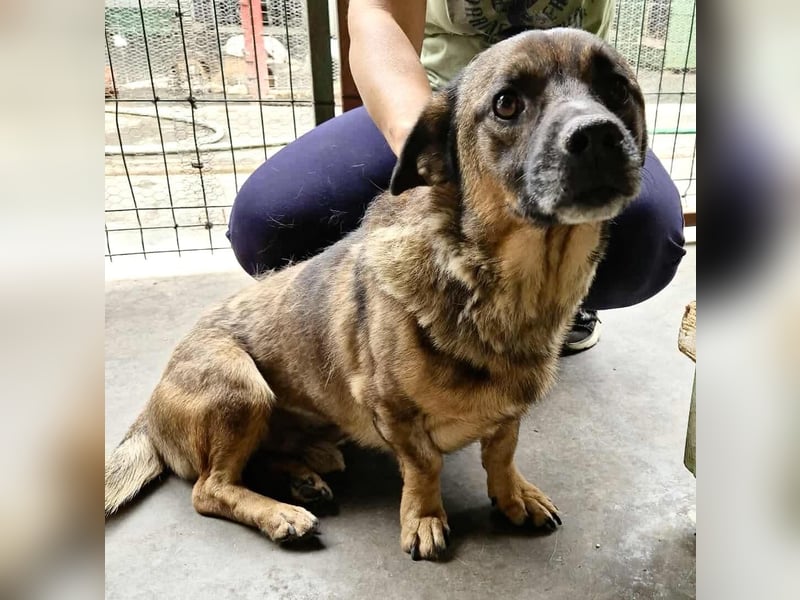 Diego – 40 cm kleiner Schmusebär sucht Zuhause