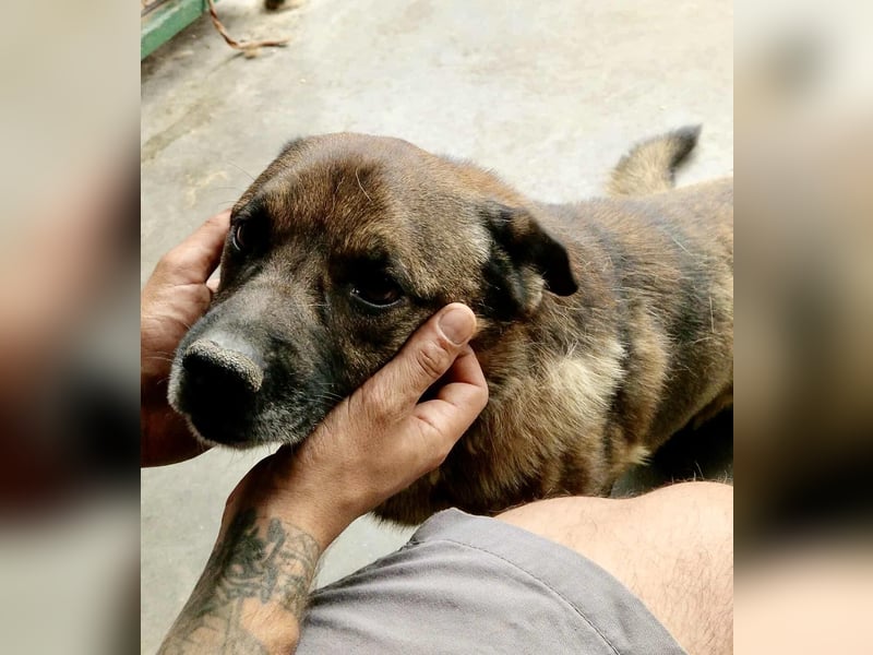 Diego – 40 cm kleiner Schmusebär sucht Zuhause