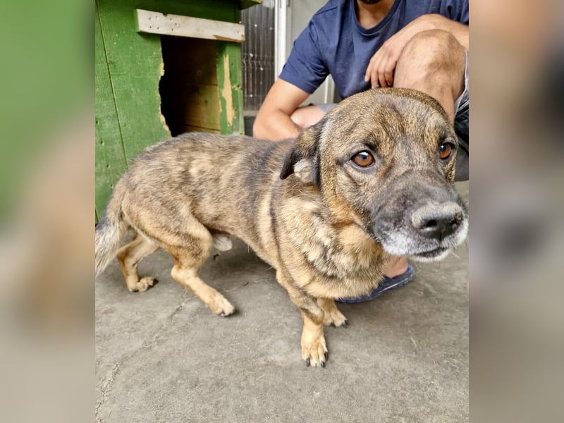 Diego – 40 cm kleiner Schmusebär sucht Zuhause