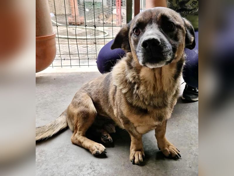 Diego – 40 cm kleiner Schmusebär sucht Zuhause