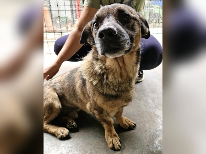 Diego – 40 cm kleiner Schmusebär sucht Zuhause