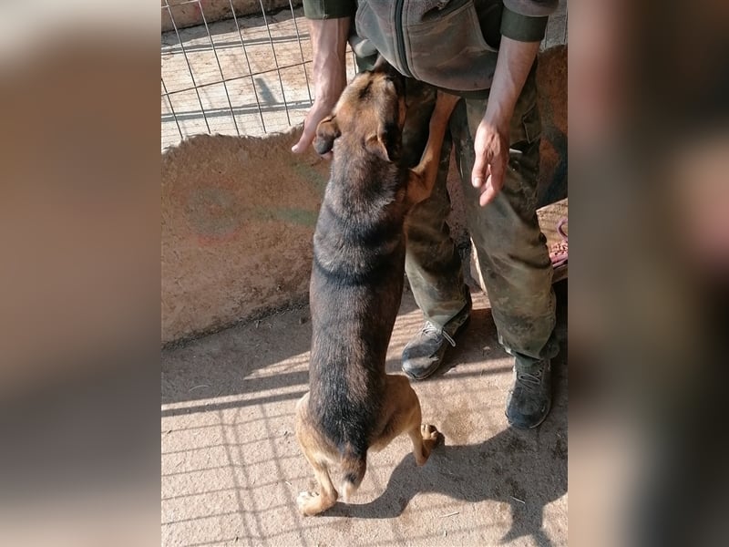 Tiamo – liebenswerter Traum auf 4 Pfoten, 1,5 Jahre alt