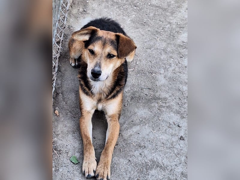 Akimo Tierschutzhund sucht ein Zuhause