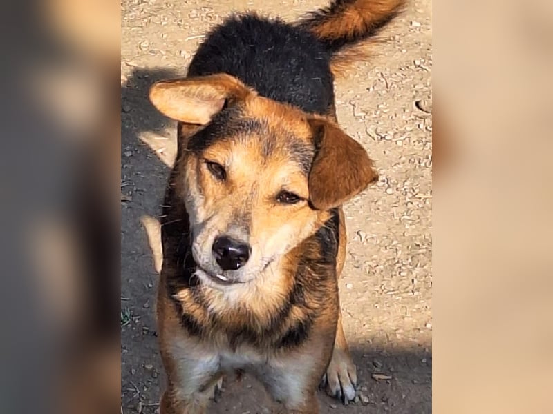 Akimo Tierschutzhund sucht ein Zuhause