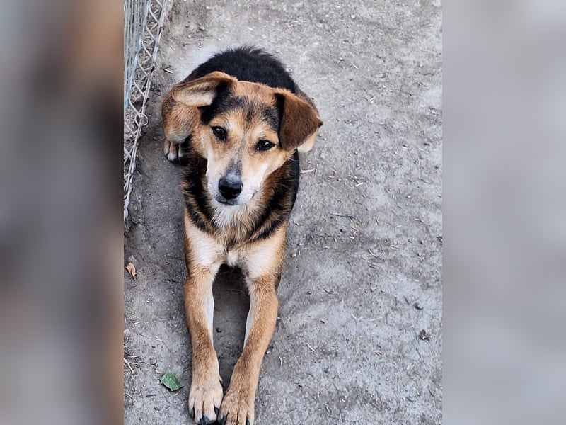 Akimo Tierschutzhund sucht ein Zuhause