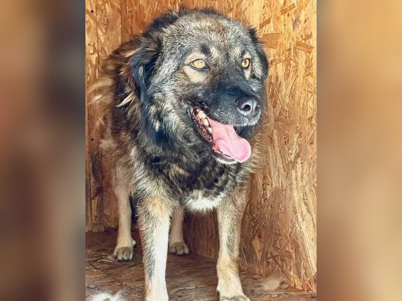 ⭐️MONTI⭐️, Rüde, 7 Jahre, 51 cm, Mischling, Tierschutz