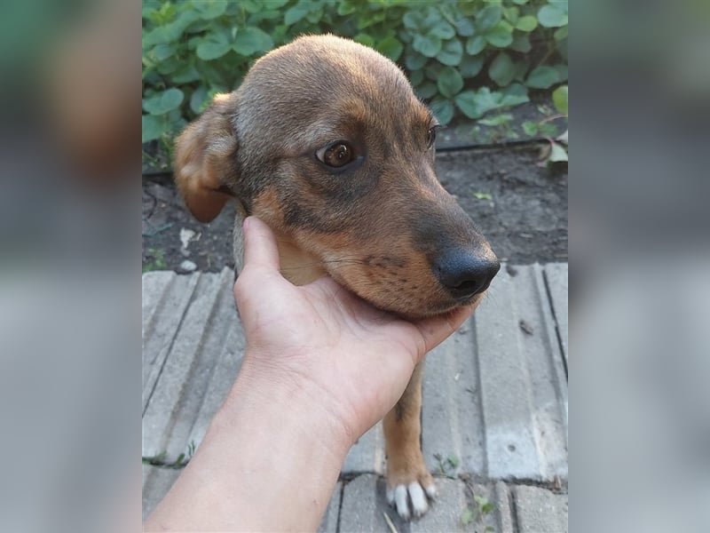 Chaplin – 4 Monate alter Angsthase, aber so hübsch