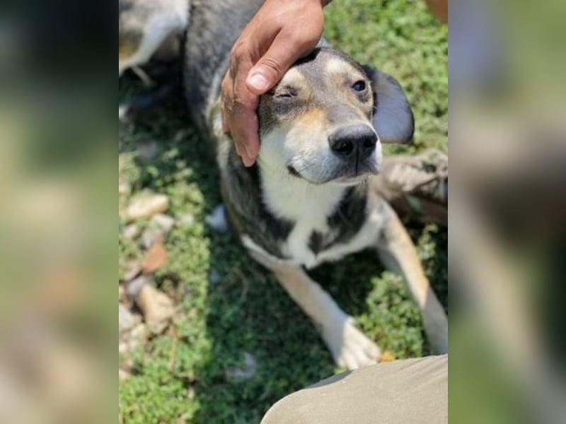 Beny Tierschutzhund sucht ein Zuhause