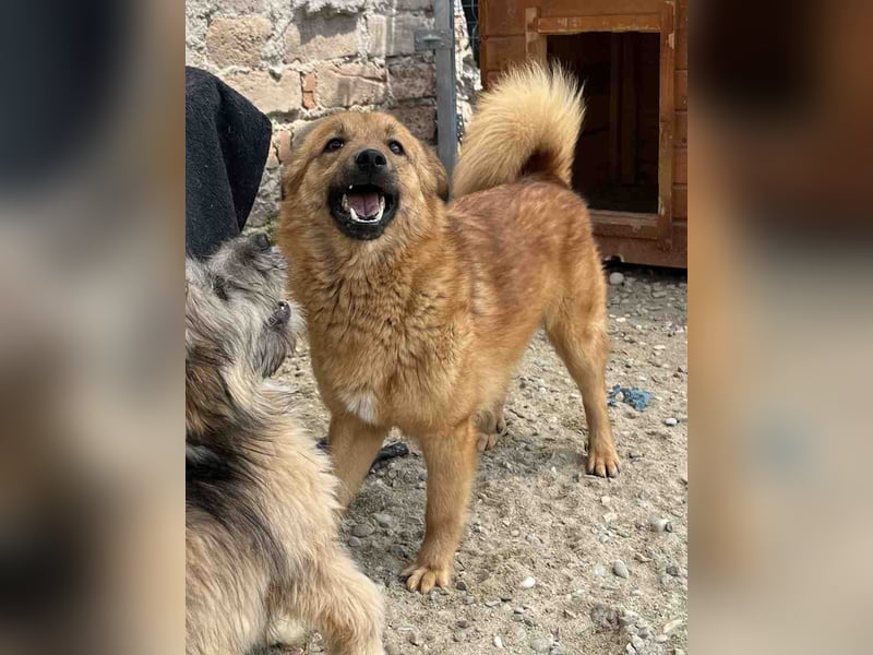 ⭐️ERWIN⭐️, Rüde, 1,5 Jahr, 32 cm, Mischling, Tierschutz