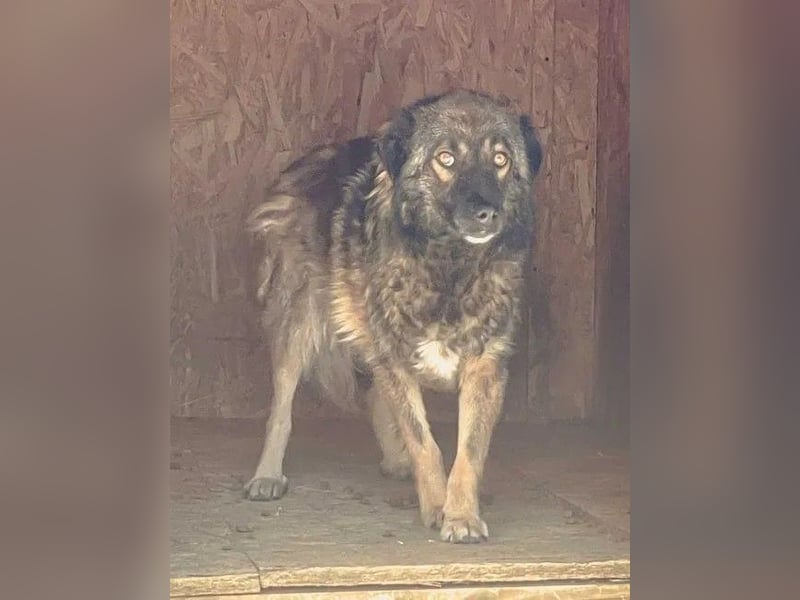 ⭐️MONTI⭐️, Rüde, 7 Jahre, 51 cm, Mischling, Tierschutz