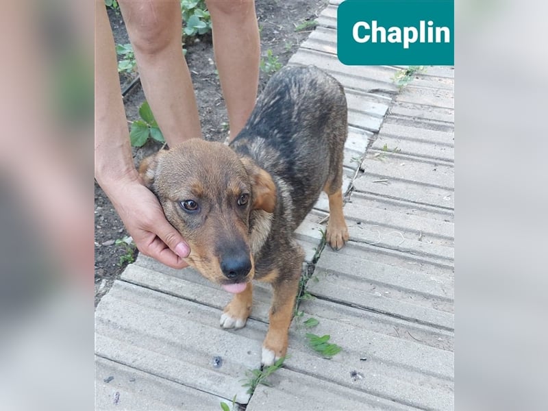 Chaplin – 4 Monate alter Angsthase, aber so hübsch