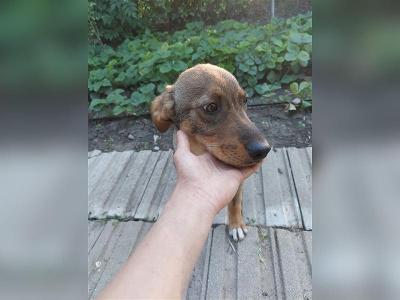 Chaplin – 4 Monate alter Angsthase, aber so hübsch