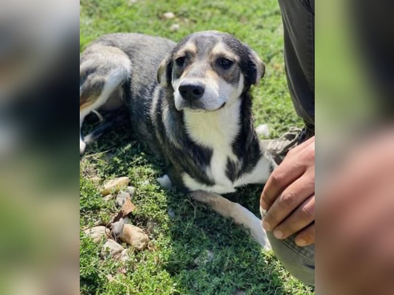 Beny Tierschutzhund sucht ein Zuhause