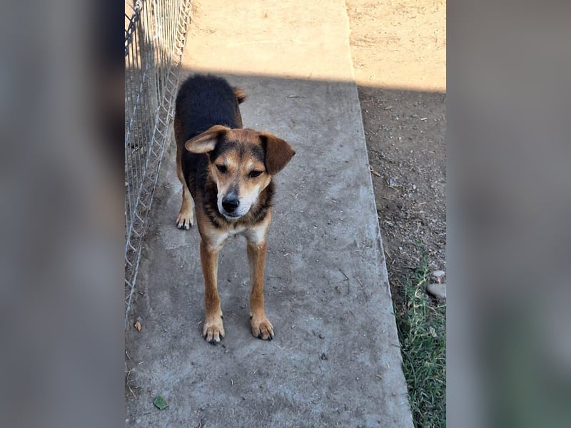 Akimo Tierschutzhund sucht ein Zuhause