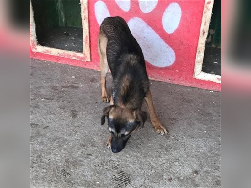 Tiamo – liebenswerter Traum auf 4 Pfoten, 1,5 Jahre alt