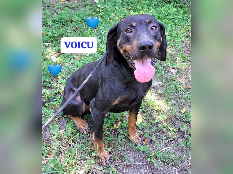 Rüde Voicu ist ein absoluter Traumhund, gerne schicke ich Videos