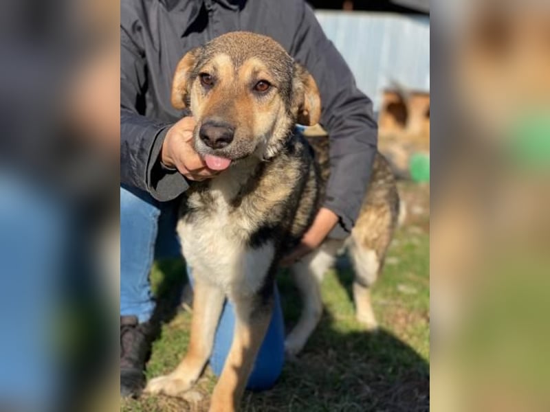 Luca Tierschutzhund sucht ein Zuhause