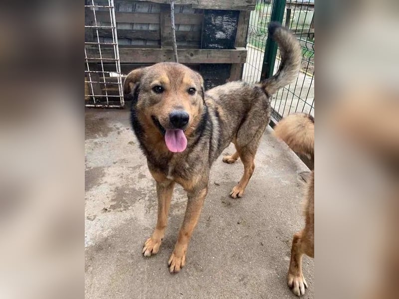⭐️SASHA⭐️, Rüde, 7 Jahre, 51 cm, Mischling, Tierschutz
