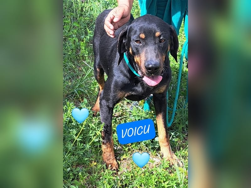 Rüde Voicu ist ein absoluter Traumhund, gerne schicke ich Videos