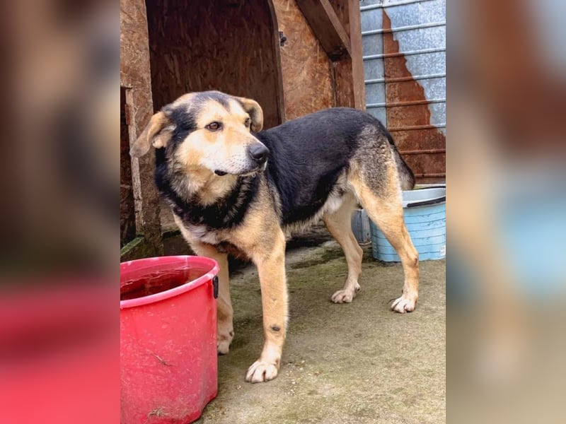 ⭐️MATTES⭐️, Rüde, 6,5 Jahre, 54 cm, Mischling, Tierschutz