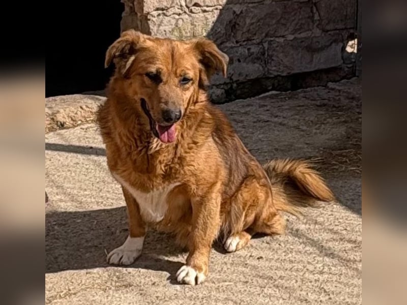 NALO, Rüde, 3 Jahre, 45cm, Mischling, Tierschutz
