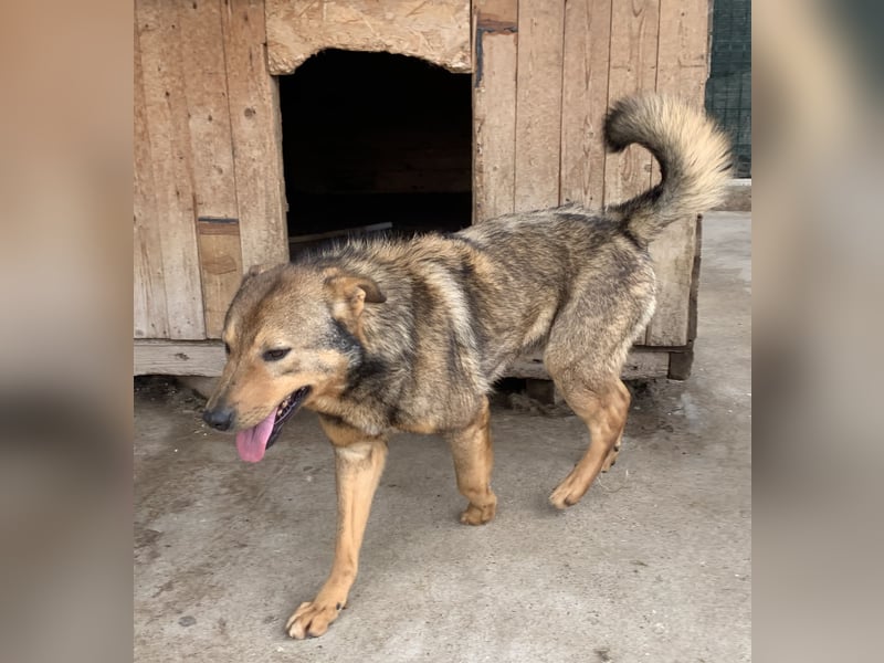 ⭐️SASHA⭐️ schüchterner Herzensbrecher, Rüde, 7 Jahre, 51 cm, Mischling, Tierschutz