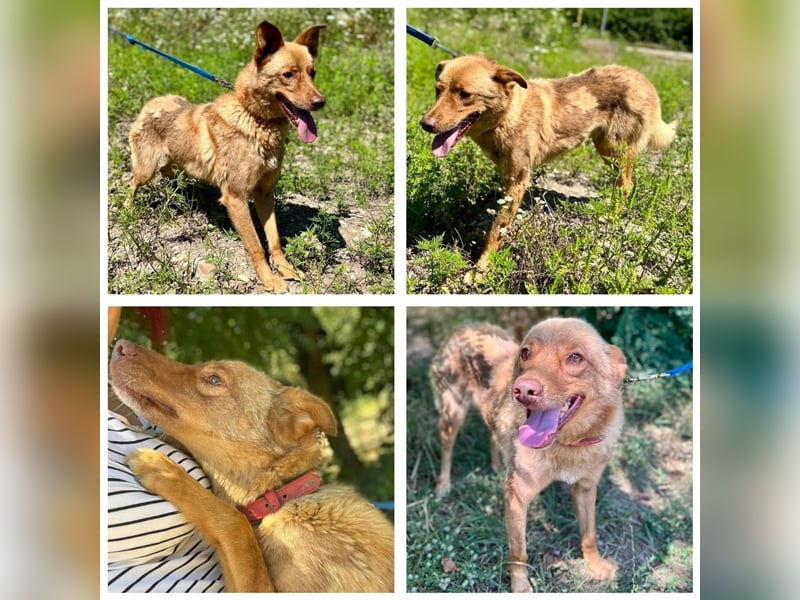 Rosco ist sooo ein lieber Rüde der schon viel zu lange in Rumänien lebt