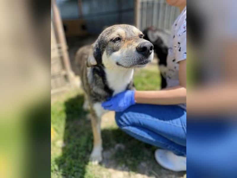 Beny Tierschutzhund sucht ein Zuhause