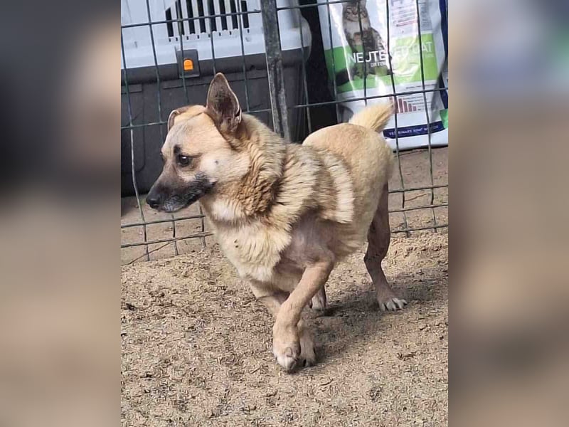 ⭐️TONI⭐️, Rüde, 2 Jahre, 34 cm, Mischling, Tierschutz