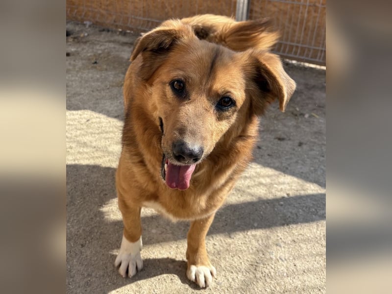 NALO, Rüde, 3,5 Jahre, 38cm, Mischling, Tierschutz