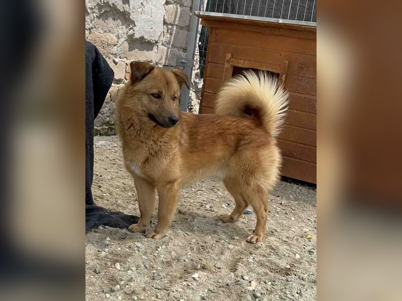 ERWIN, Rüde, 1,5 Jahre, 32cm, Mischling, Tierschutz, auf PFLEGESTELLE