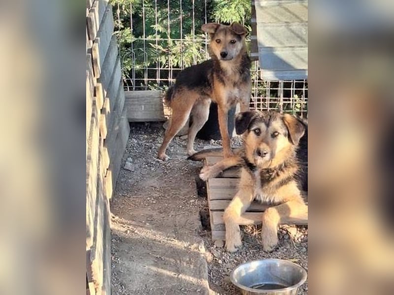 Akimo Tierschutzhund sucht ein Zuhause
