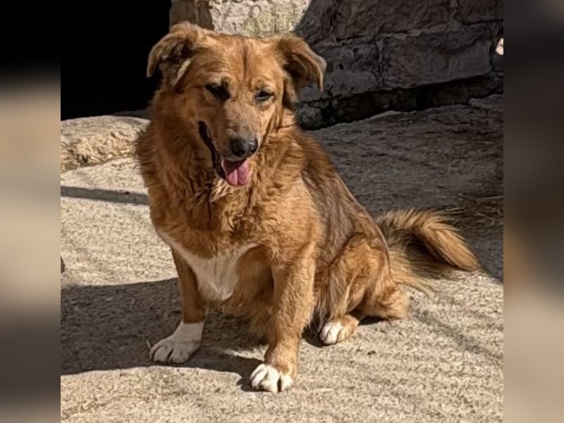 NALO, Rüde, 3,5 Jahre, 38cm, Mischling, Tierschutz